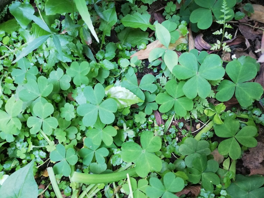 四つ葉🍀のクローバー