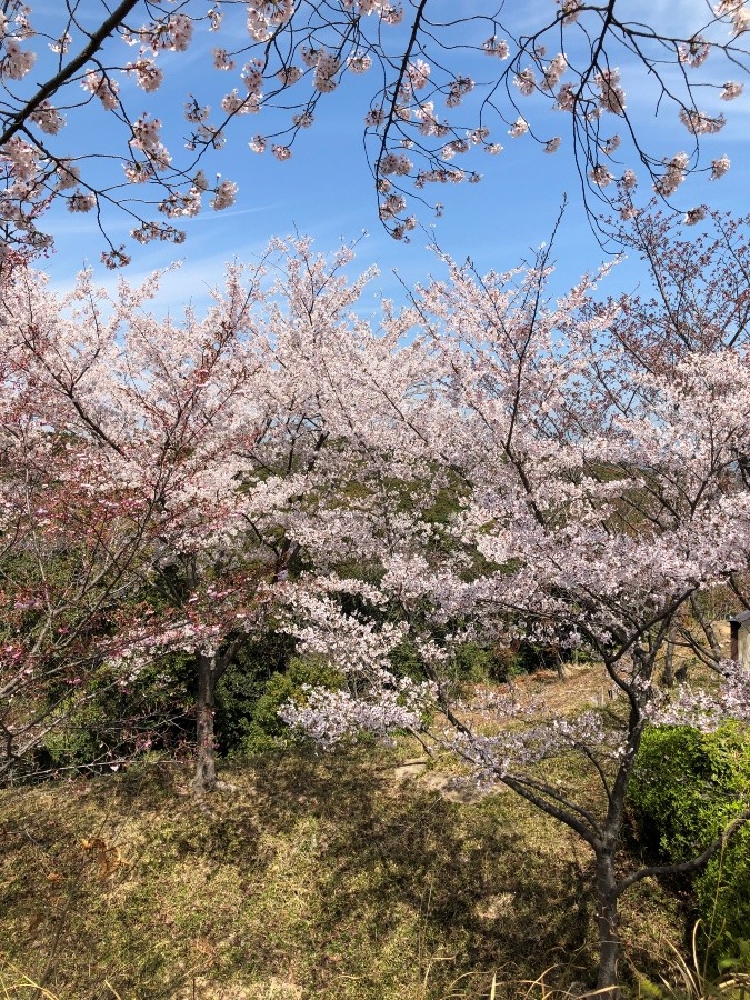 お花見