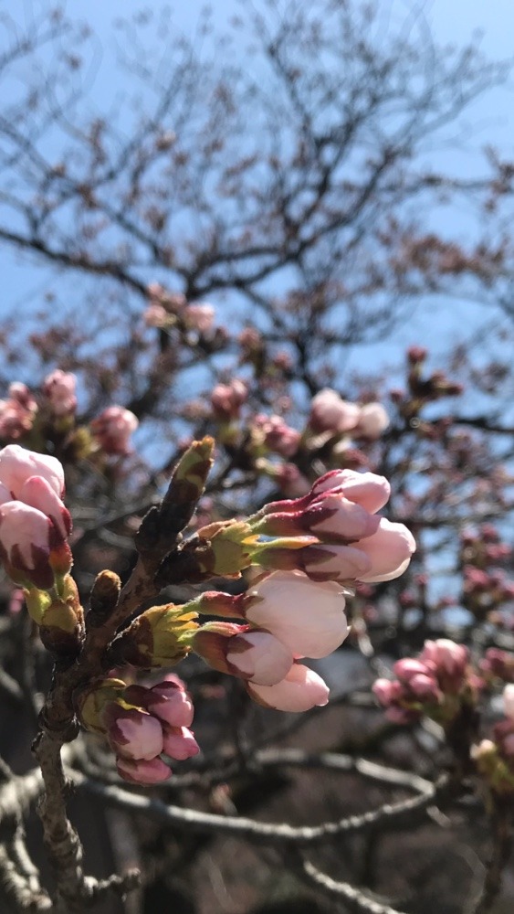 富山の松川の桜🌸