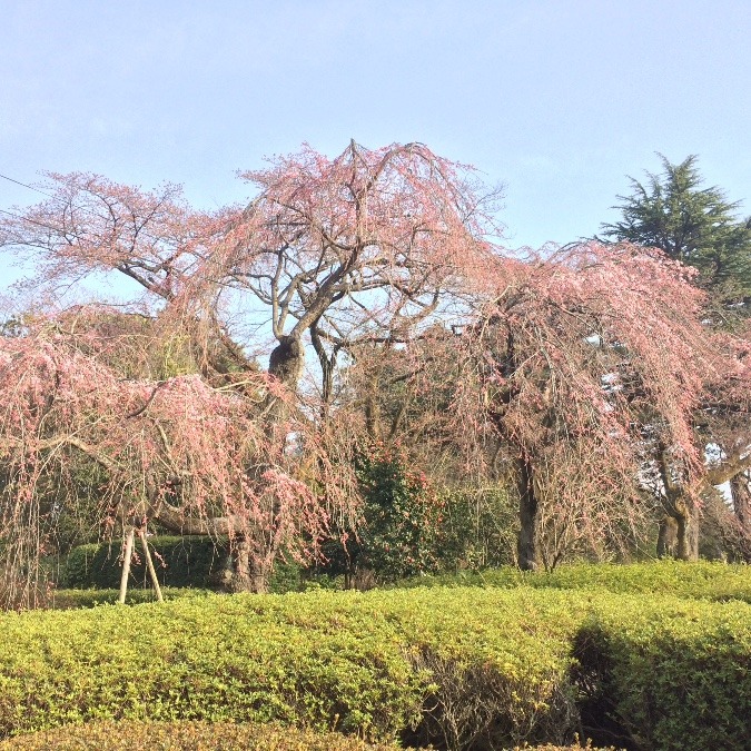 仙台の榴岡公園