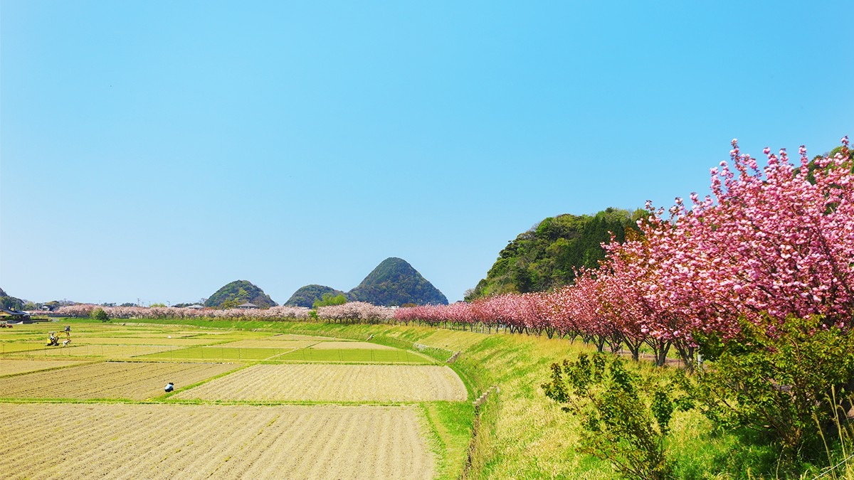 のどかな風景