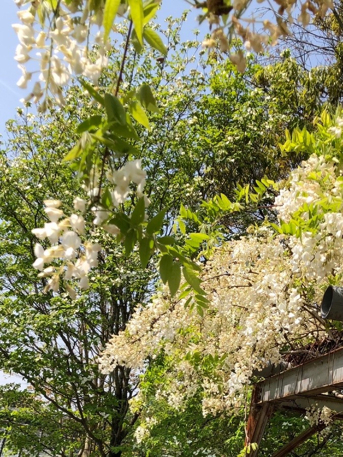 💠白い藤の花💠