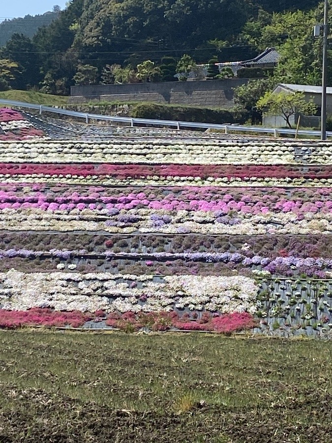 芝桜