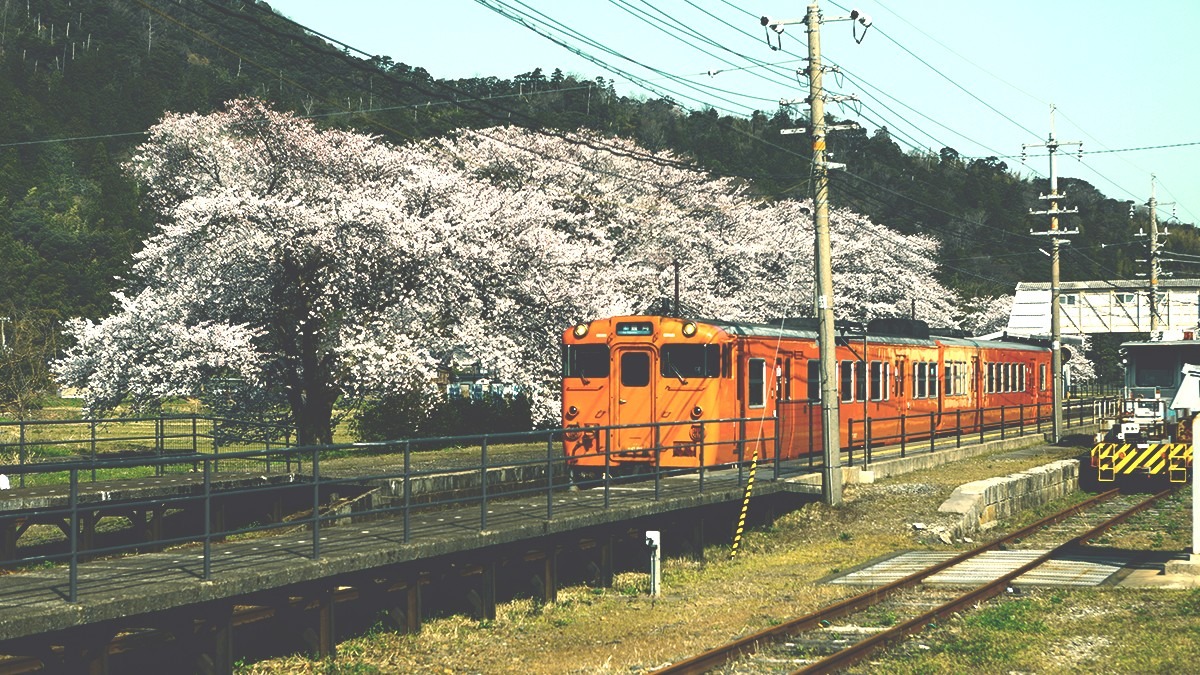 桜と列車