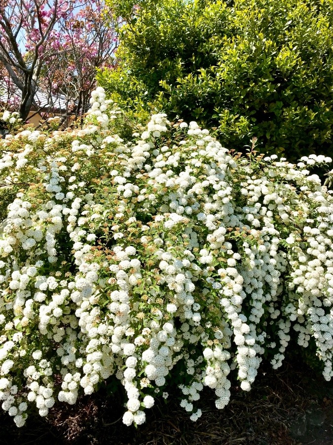 ⭕️ ウチに、咲いてた花です‼️ (^O^)