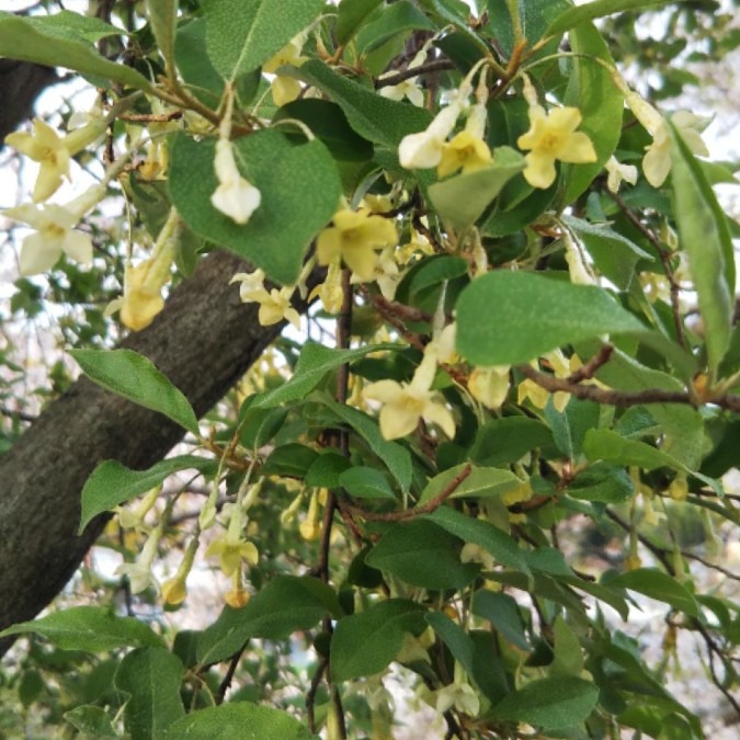 グミの花💮🌿可愛いぃ～🤗