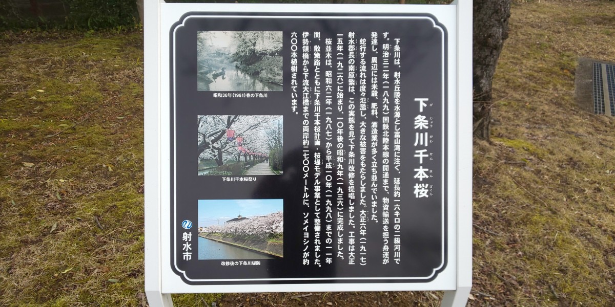 自宅近くの千本桜説明掲示板