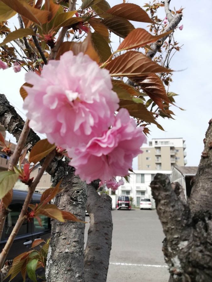 ピンク色の花🌿🌸！