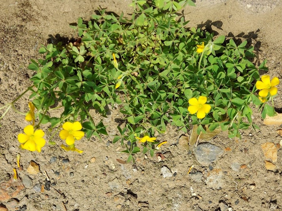 我が家の花🌼