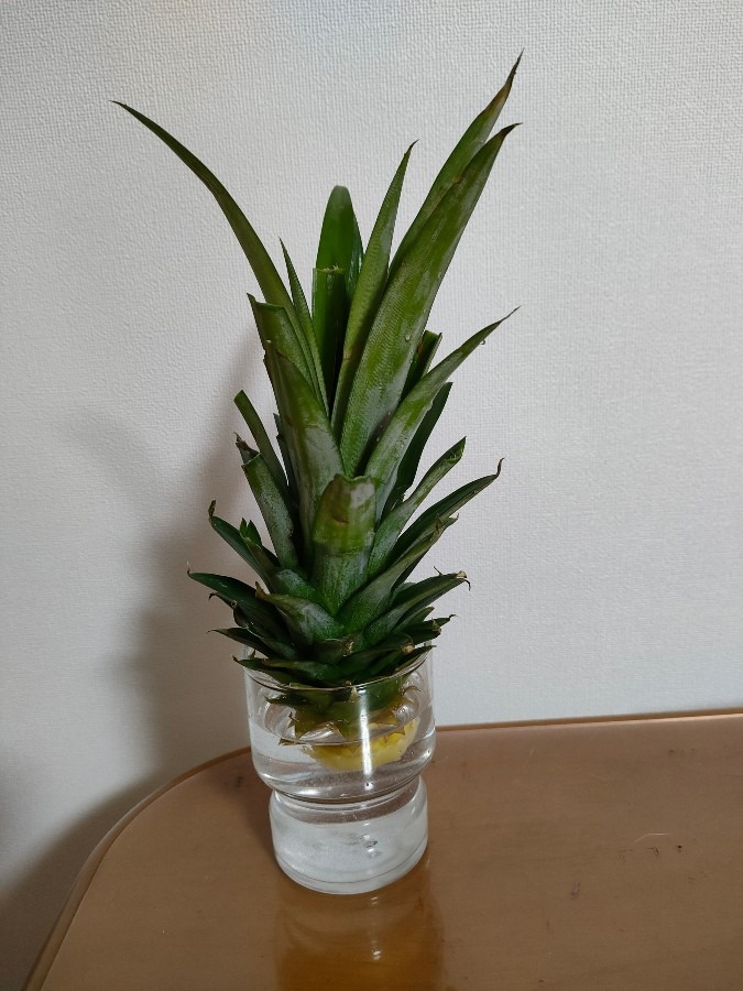 パイナップル再生栽培🍍