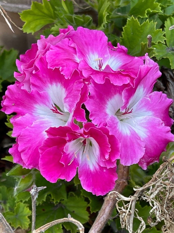 花倶楽部
