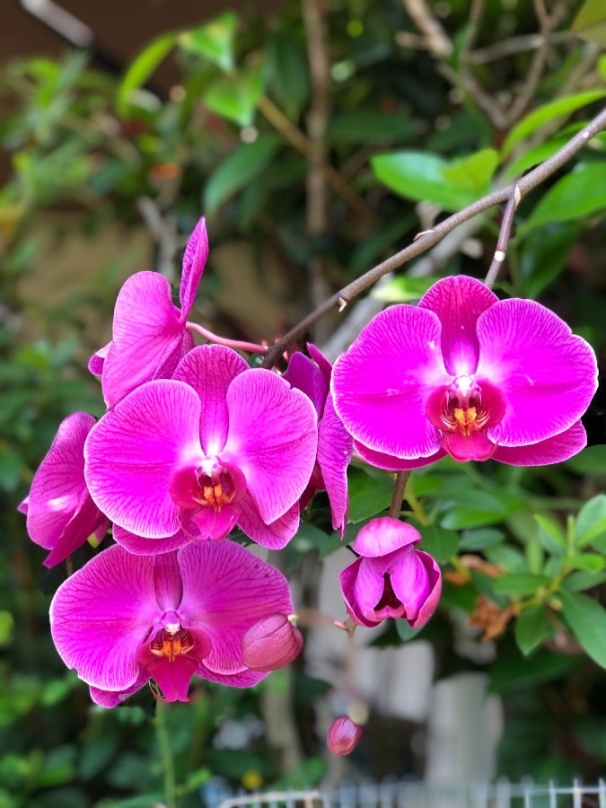 Beautiful orchid