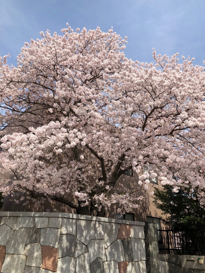 満開の桜