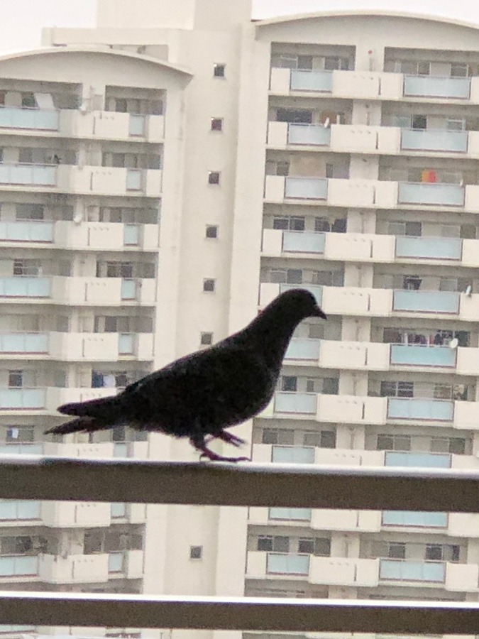 鳩が