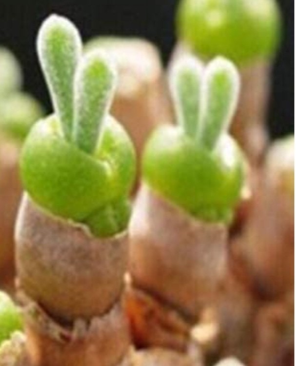 多肉植物－ウサギの耳