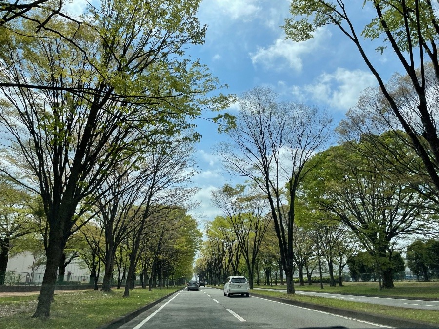 爽やかな並木道をドライブ中🎶