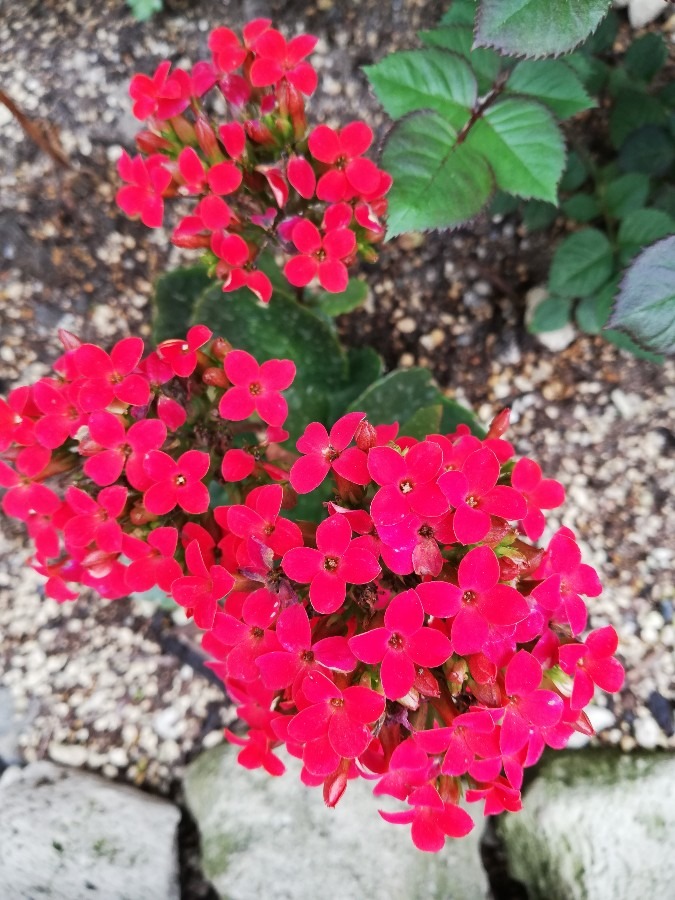 綺麗に!咲きました🌸