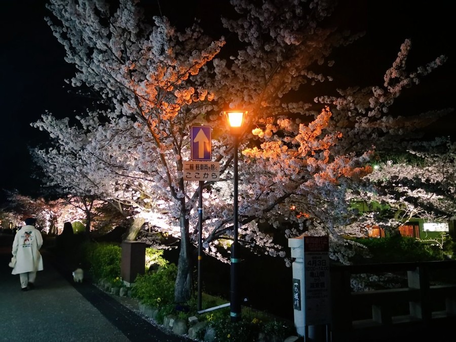 夜桜の一の坂川