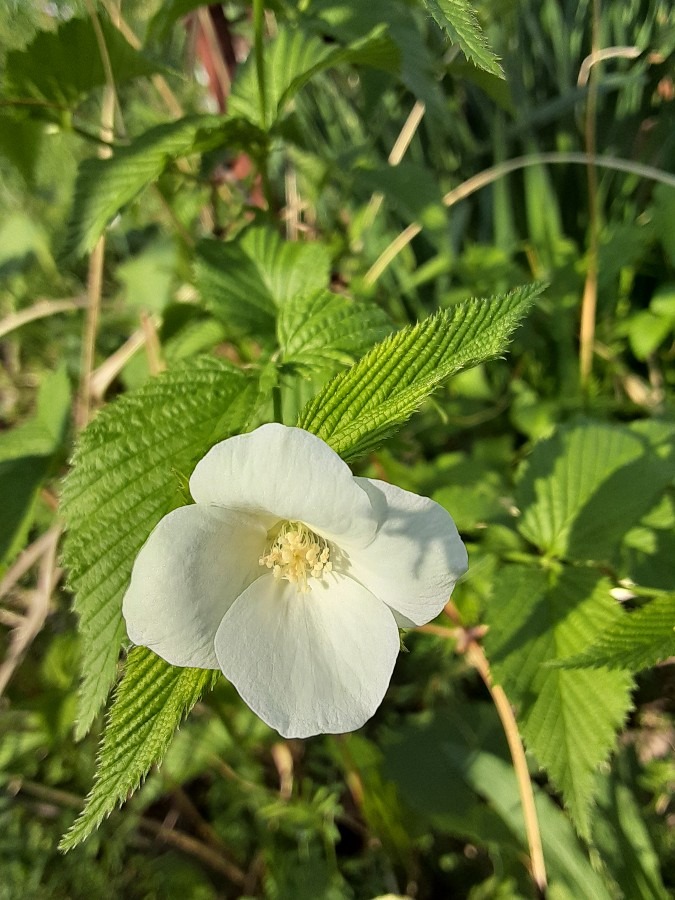 我が家の花🌼