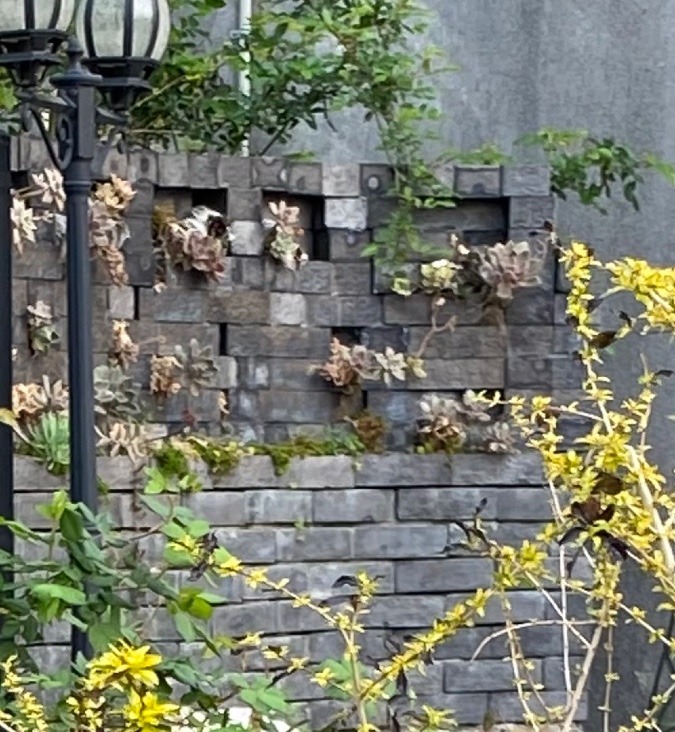 玄関外構に多肉植物が😍