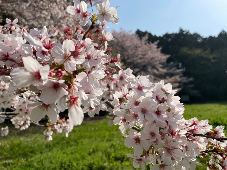 桜🌸　サクラ🌸