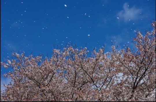 友人からの写メ　花吹雪青空に舞う