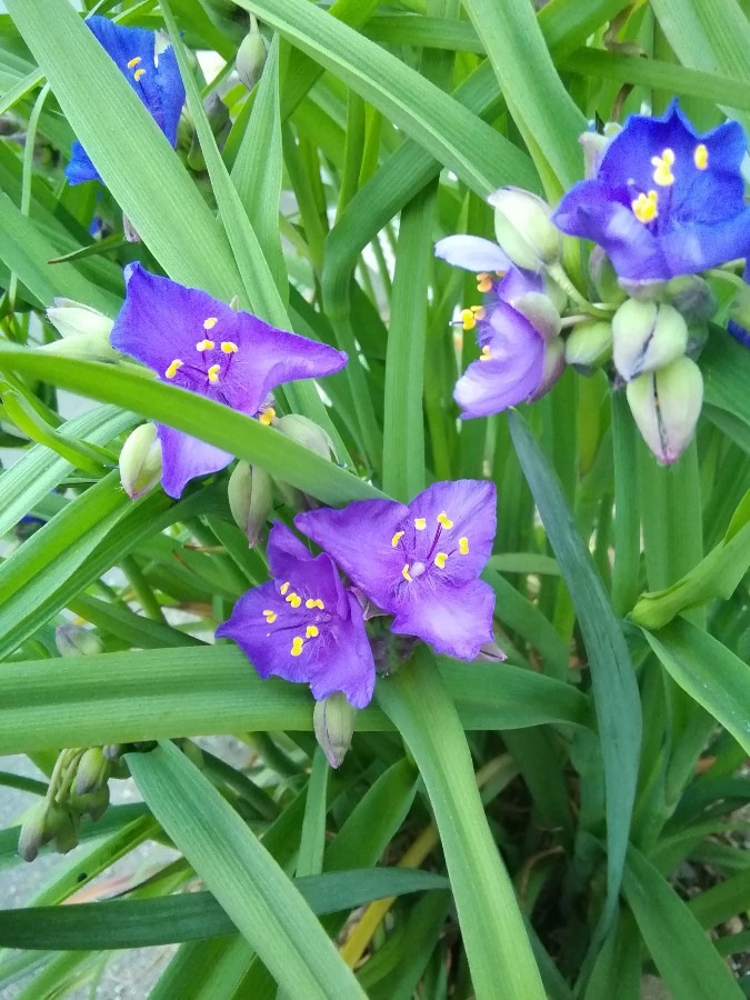 紫色の小花