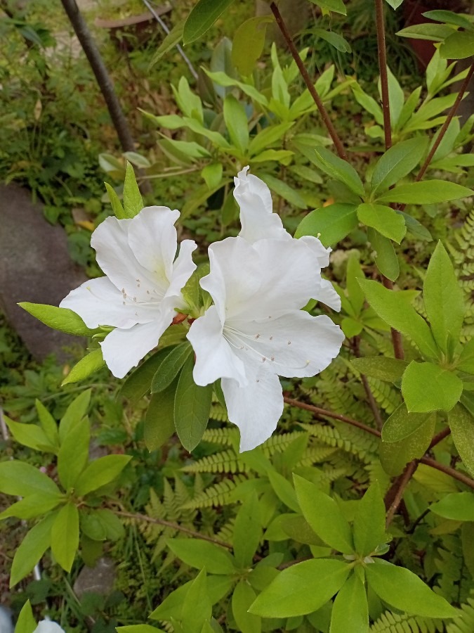 花倶楽部　❹