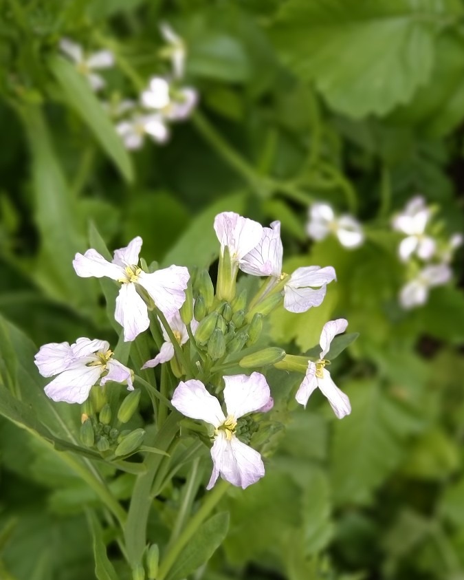 大根の花❀