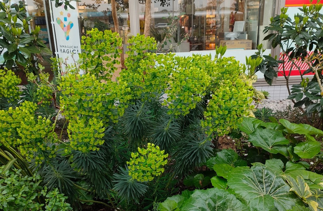 空港にあった花☘️