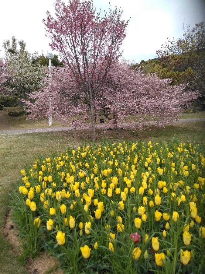 桜とチューリップ