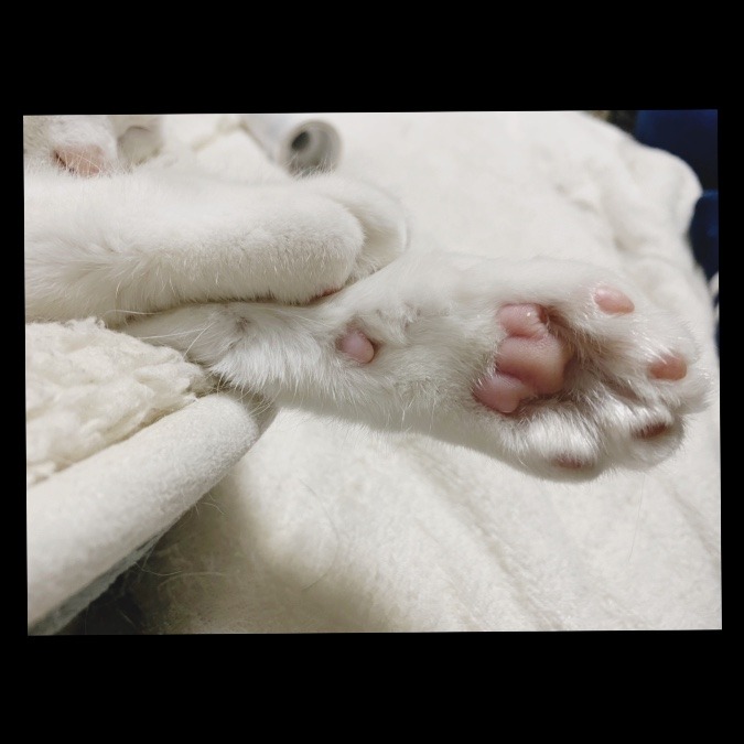 肉球🐈‍⬛