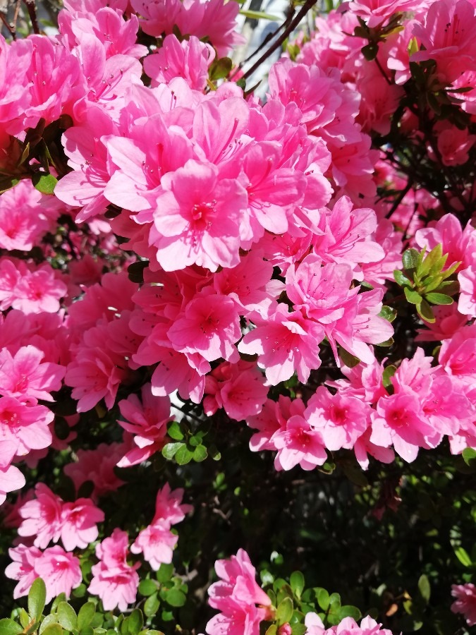 私も満開よ!💐☘️