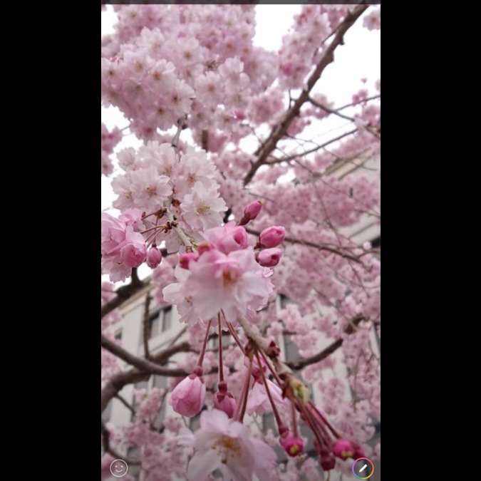 今日の桜🌸