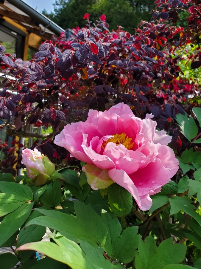 ぼたんの花もさいたよ