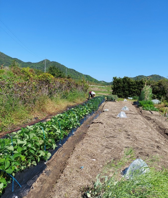 イチゴをとる前に