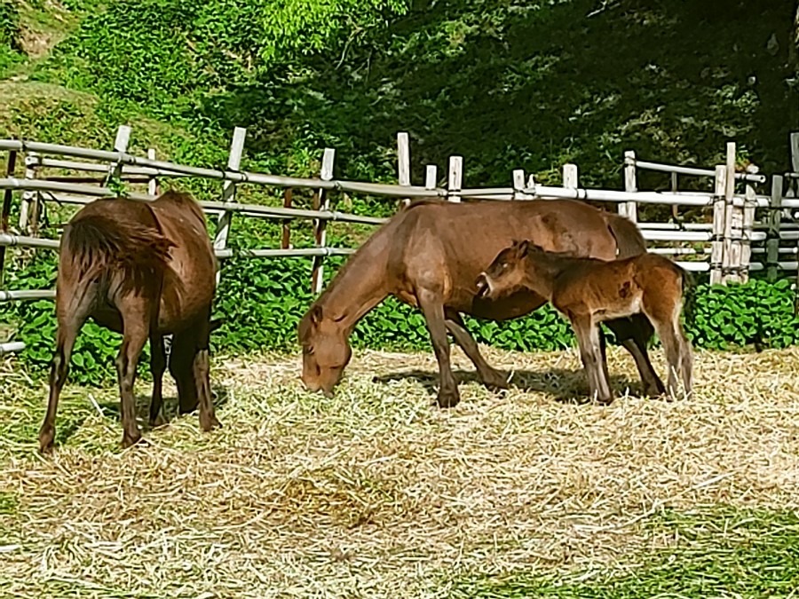 都井岬にて🍀春駒🐴生まれました😊