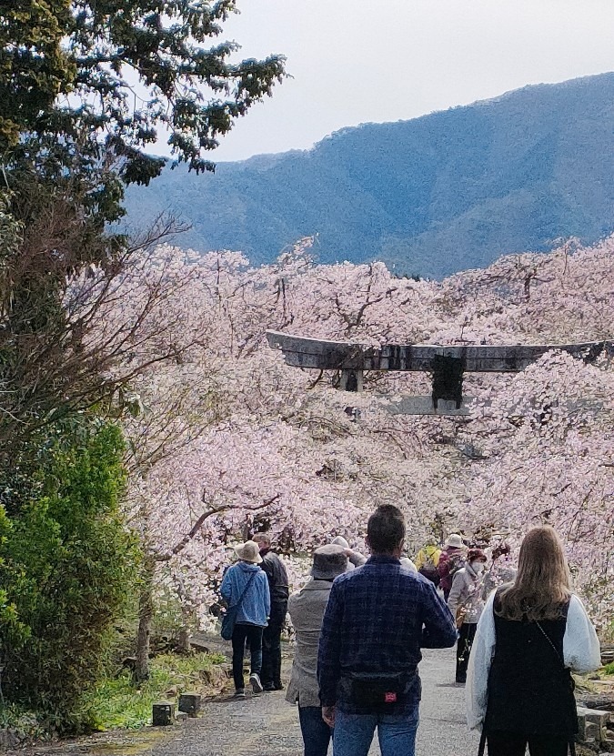 徳佐八幡宮枝垂れ桜🌸