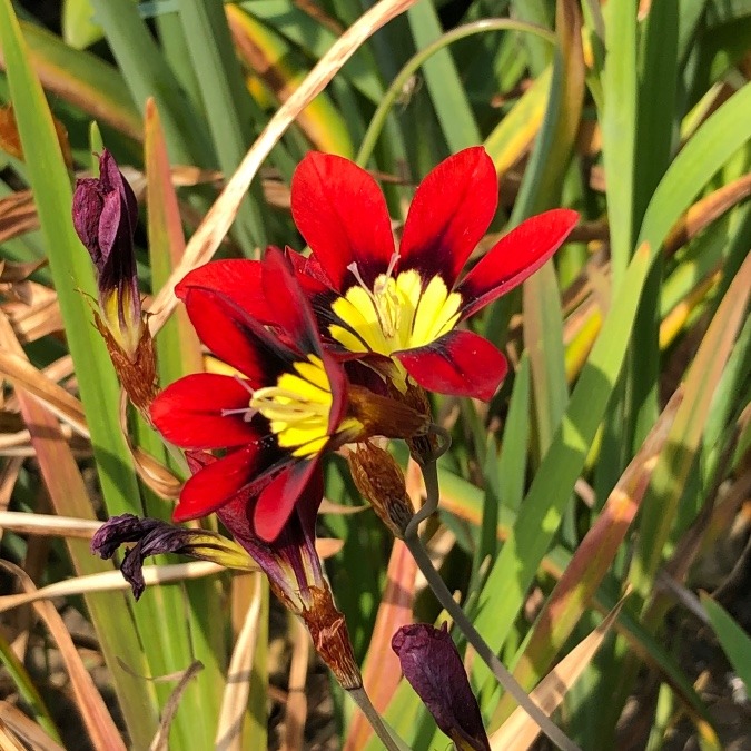 ZIO部 番外編の花