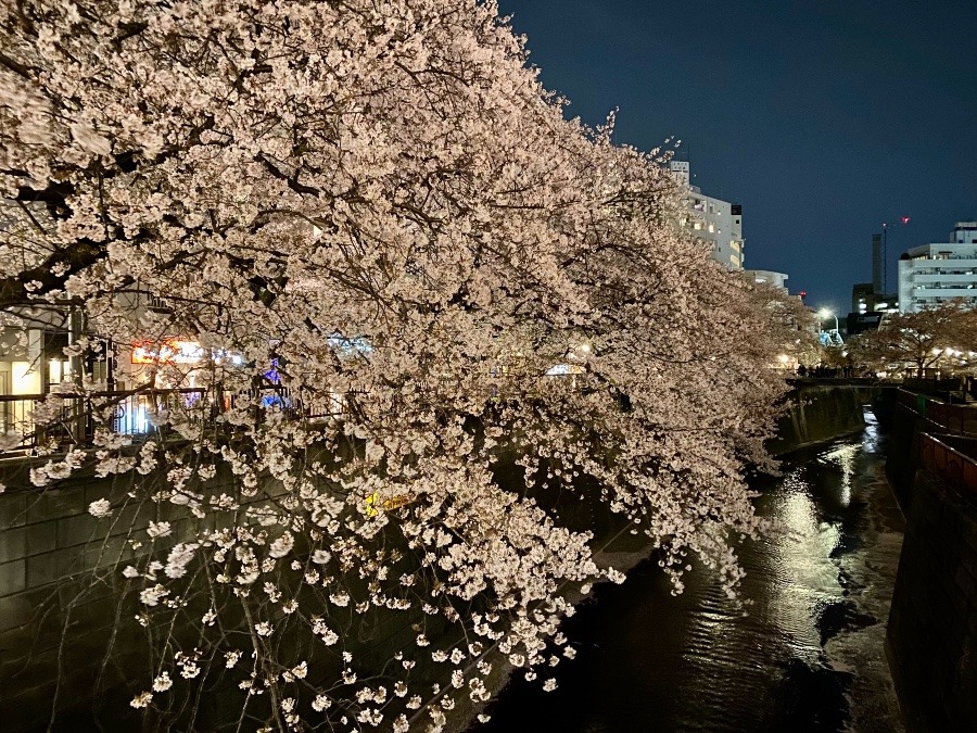 目黒川の夜桜🌸