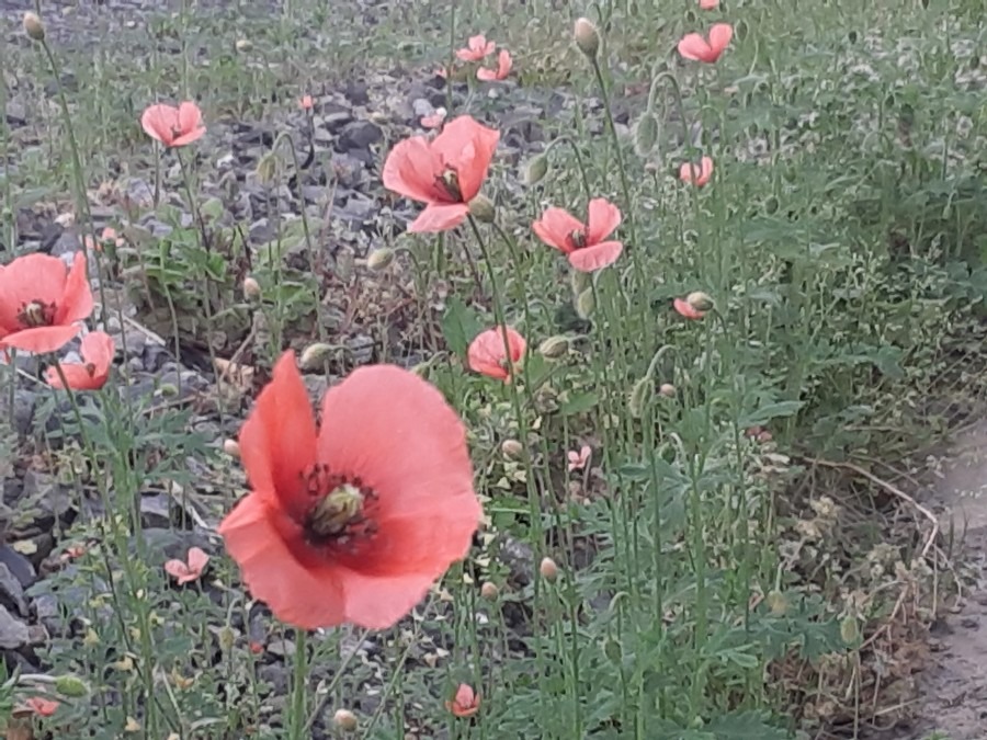 我が家の花🌻