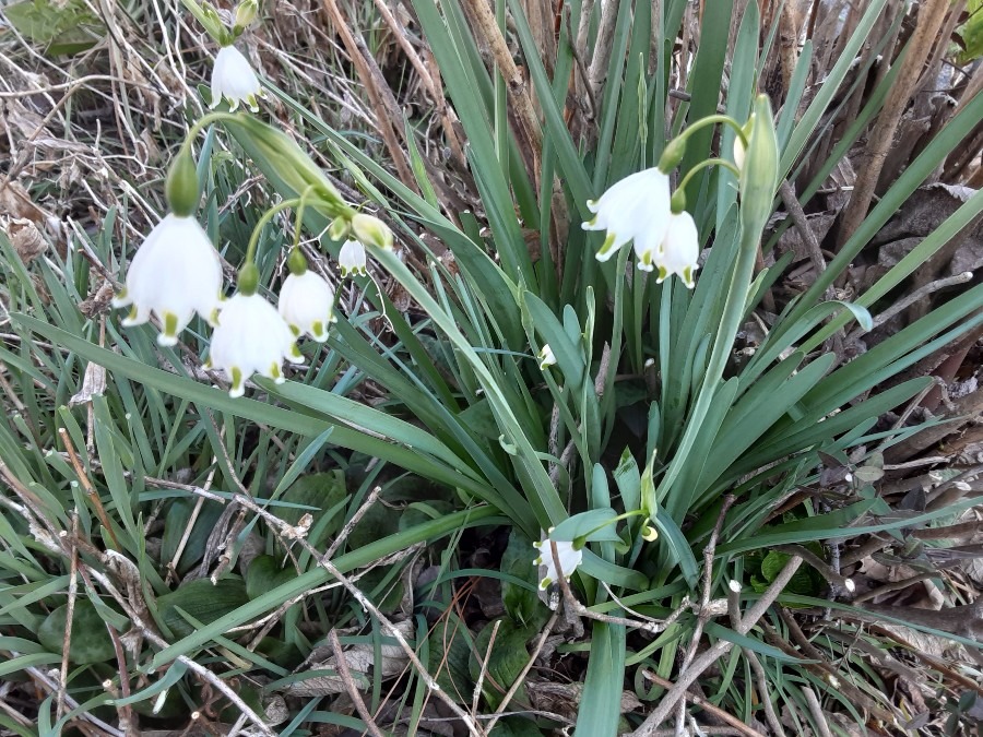 我が家の花