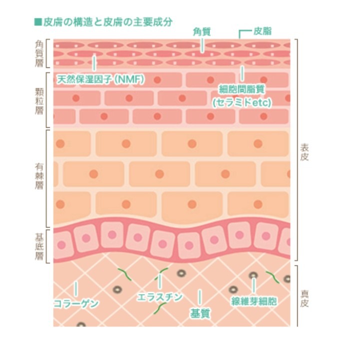 お肌構造　やっぱりアイロニング