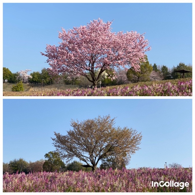 桜