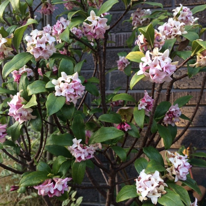 大好きな花です♫