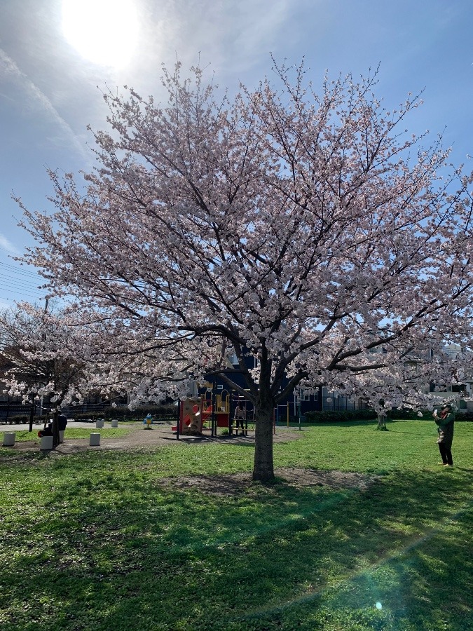 公園のまだまだ若い桜   その②