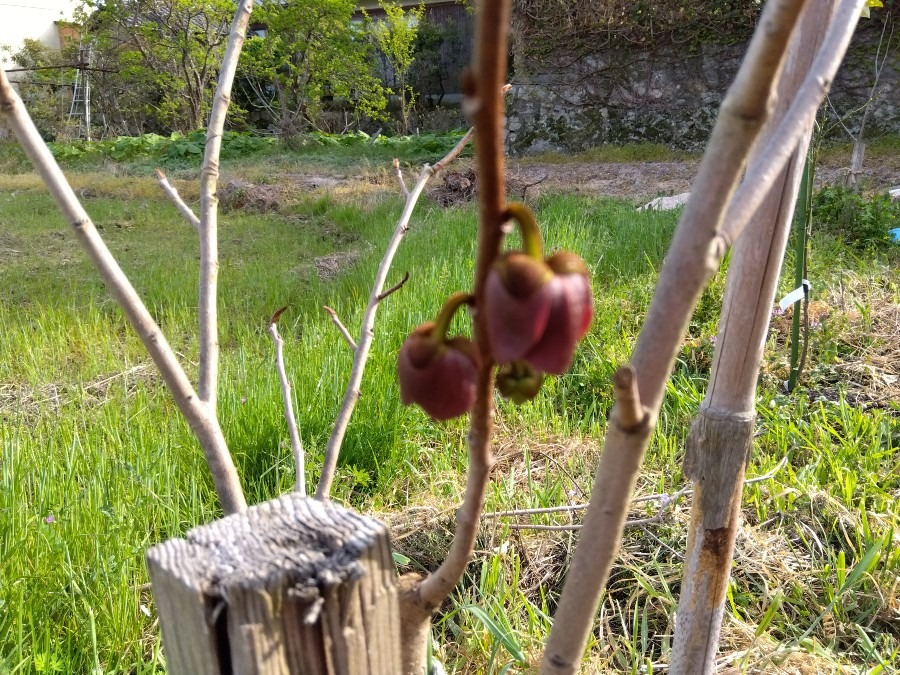 チョコレート色の花が咲いた🤎