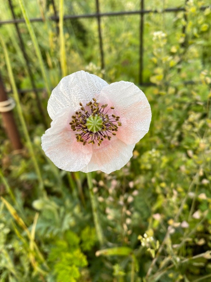 道端に咲く花