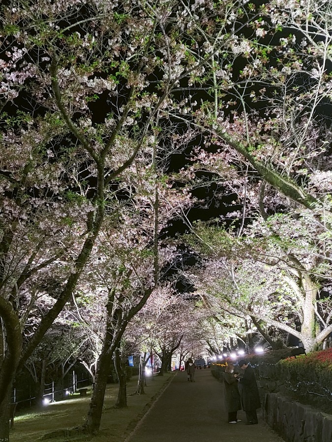 🌸天ヶ城公園🌸🏯