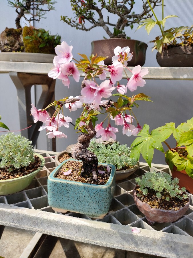 盆栽の桜🌸